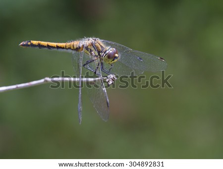 Dragonfly sitting on a branch\
Dragonflies are predators, well flying insects=E. Slim, attractive beauties and at the same time voracious predators.