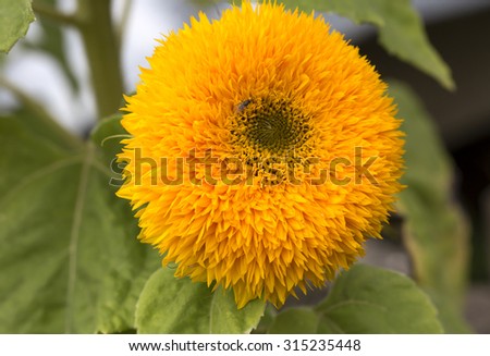 Decorative sunflower\
Decorative sunflower â?? little sunshine in the garden!