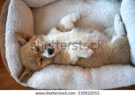 Pembroke Welsh Corgi puppy sleeping in a basket