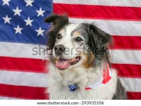 Patriotic Australian Shepherd dog with American flag
