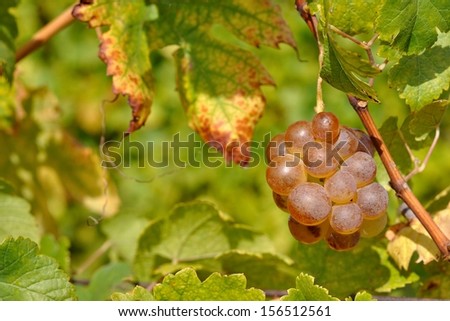 Wine grape with blurred natural background and space on left side
