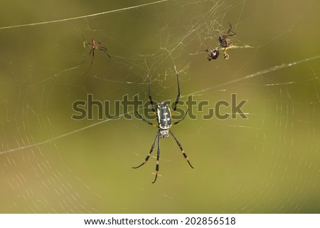 A Wild Black and White Spider Seen Close-up in a Web in the Kruger National Park in South Africa