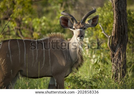 A Greater Kudu Male Standing in the South African Busveld in the Kruger National Park