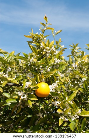 An orange tree, in full Spring blossom, growing on an orchard near Griffith, in New South Wales, Australia