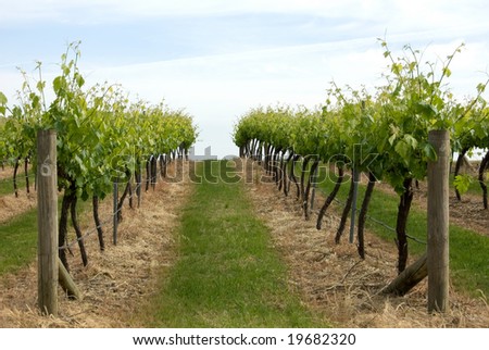 Grapevines growing in a vineyard, just outside Young, in South-Western New South Wales, Australia