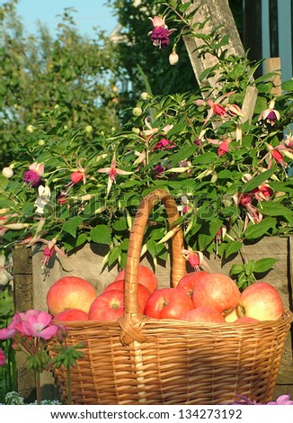 Basket with apples in the orchard. Fresh organic apples just picked from the tree.