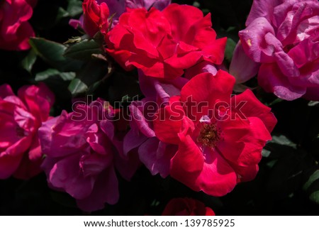 Garden of red wild roses. Rosa virginiana, Virginia Rose, Common Wild Rose or Prairie Rose