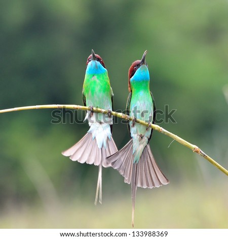 Green bird (Blue throated Bee eater) bird of Thailand