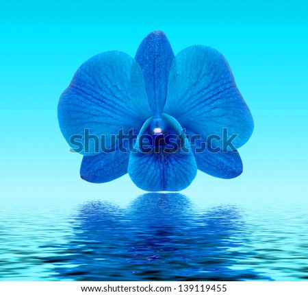 Blue orchid. Isolated with a white an Blue background