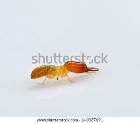 termite white ant isolated on Gray Backdrop