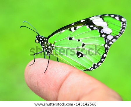 Butterfly isolated on Green background