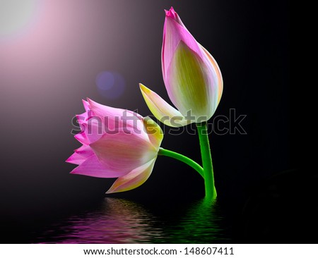 Lotus flower. Isolated with a Black background