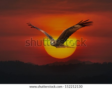 hawk in the sun on The evening sky
