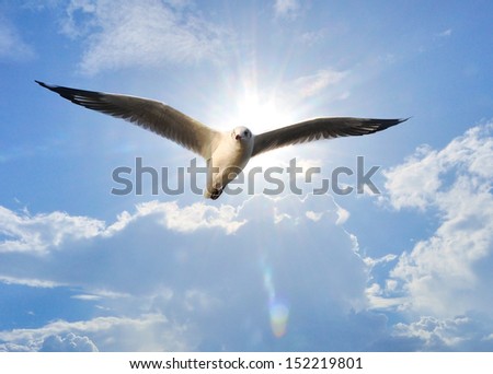 white bird fly through  on The  sky