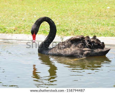black swan are swimming in water, with their head turned in profile to show their red eyes and bright red bills.