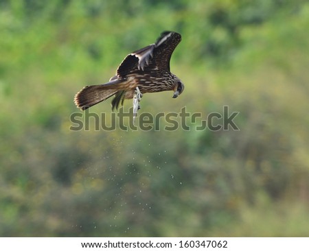 Hawk ( Black Kite ) snatching a fish from water