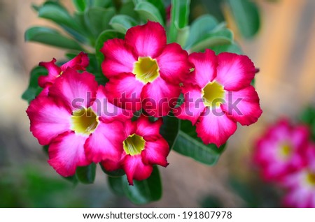 Desert rose flower in garden