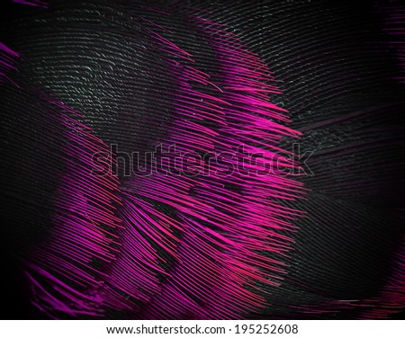 Colorful feathers, Dabbling duck  bird feathers background texture