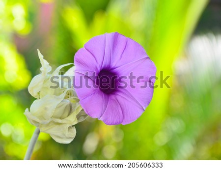 purple flowers ( Elephant Creeper )  in wild nature