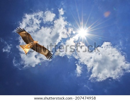 Black Kite - showing wing spread on sky Backdrop