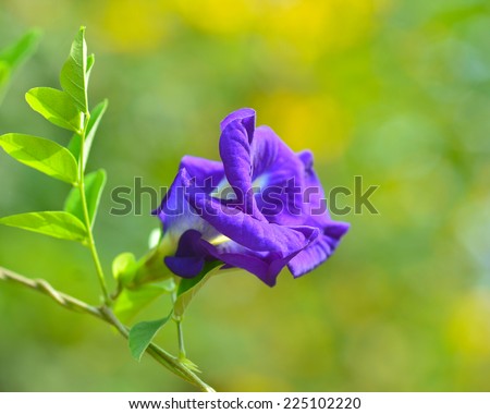 Blue pea, Blue vine, Butterfly pea, Pigeon wings flower medicinal herbs to treat disease and certain types of food coloring to make purple toxic safe.