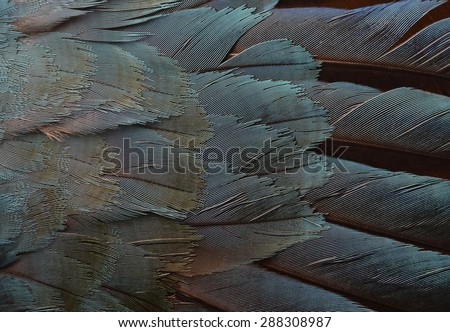 Colorful feathers, bird feathers background texture