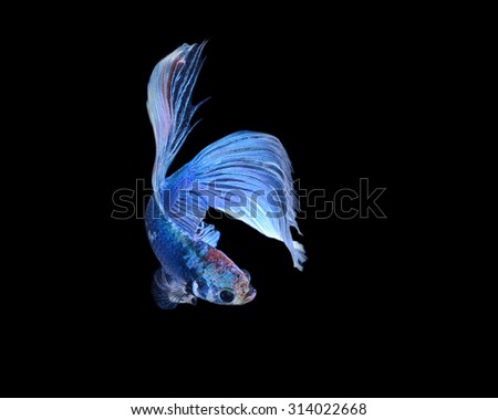 Capture the moving moment of white siamese fighting fish isolated on black background. Betta fish