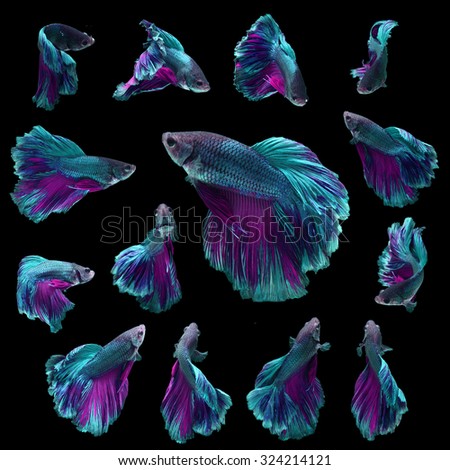 Group of Siamese fighting fish, Beta fish on black background