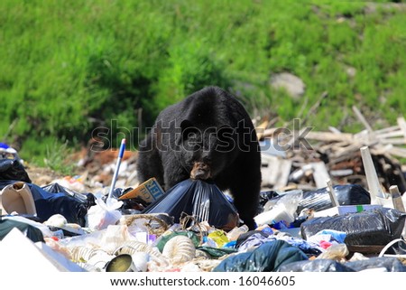 The big bear in the middle of the big garbage dump