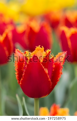 One red-yellow tulip on a background of red and yellow tulips on the flowerbed in the spring day.