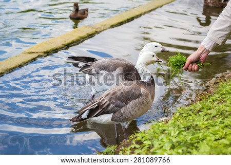 A pair of geese eating grass from the hands of a man on the shore of the pond.