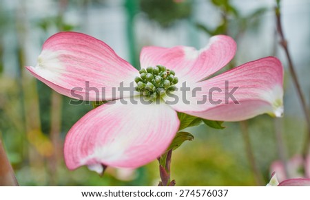 Flower of Cornus florida close up on nature background