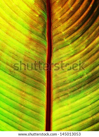 Close up of translucent banana leaf revealing shape, form, texture, and detail.  \