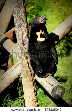 A Southeast Asian sun bear sits on a log warming himself in the mid morning sun.   \
