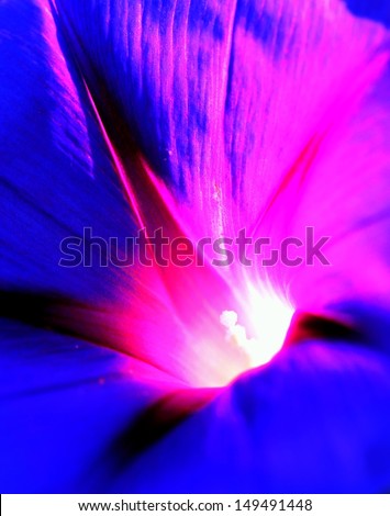 Macro photo of morning glory flower, abstract color.   \