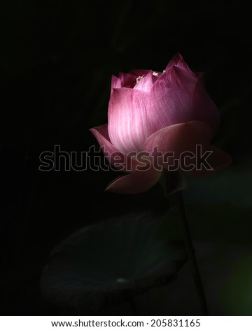 Beautiful lotus on black background