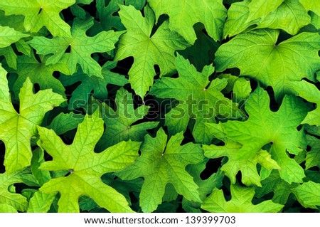green leaf in light and shade
