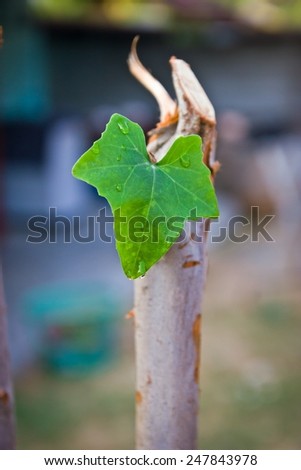 New leaves heart shape growing on tree stump. (new life concept)