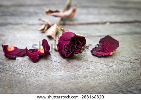 Dried rose flower on wood background.