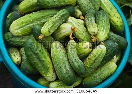 Good harvest of cucumbers
