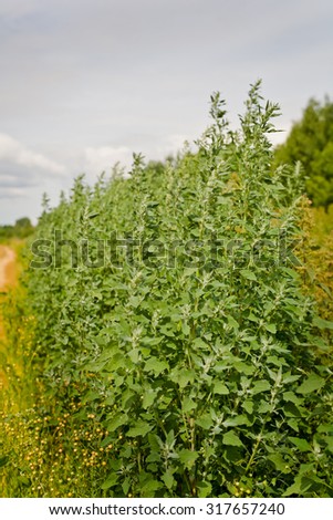 Thickets of quinoa on the field