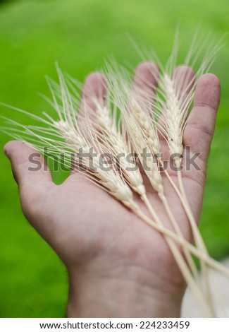 A farmer holding a sample of this years spring wheat harvest.