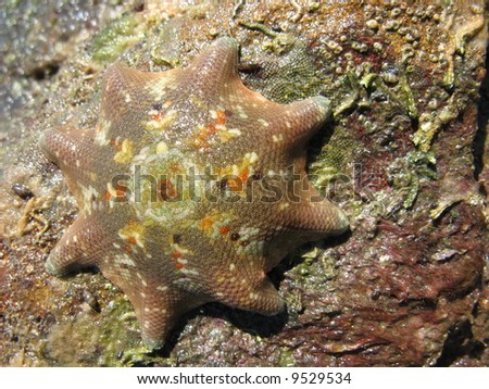 Common Eight-armed Seastar Starfish Patiriella calcar