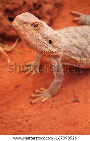 Inland Australian Lizard Bearded Dragon Pogona vitticeps