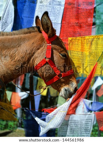 PARO, BHUTAN - OKTOBER 2005: On the Road to Taktsang Monastery. Donkey and prayer flags.