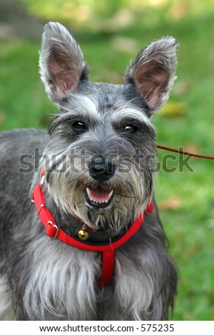 Head-on portrait of a Schnauzer with red collar harness