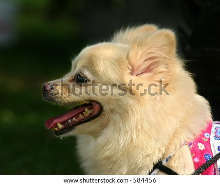 Side profile of a white dog of pomeranian and spitz heritage
