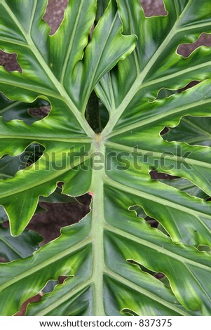 Green broadleaved tropical ornamental plant