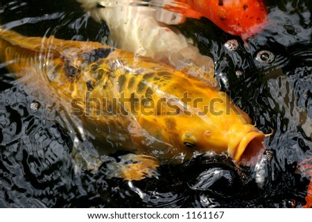 Koi or Japanese carp coming up to the surface in a rush for food.