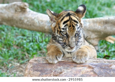 A tiger cub of mixed Bengal and Siberian parentage playing in its enclosure